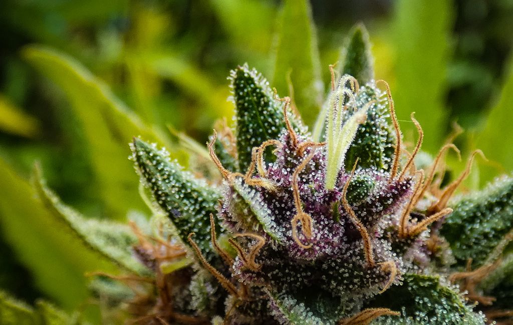 From Chill to Euphoric: A User’s Guide to THCa Hemp Flower Strains
